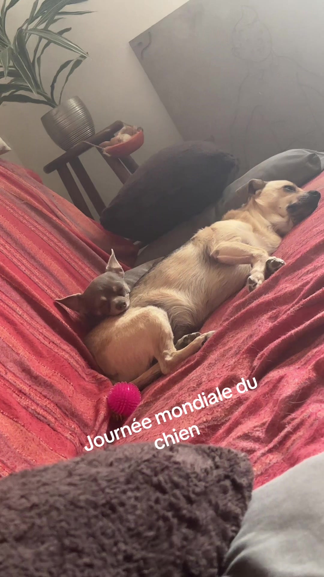 @Chatchientok