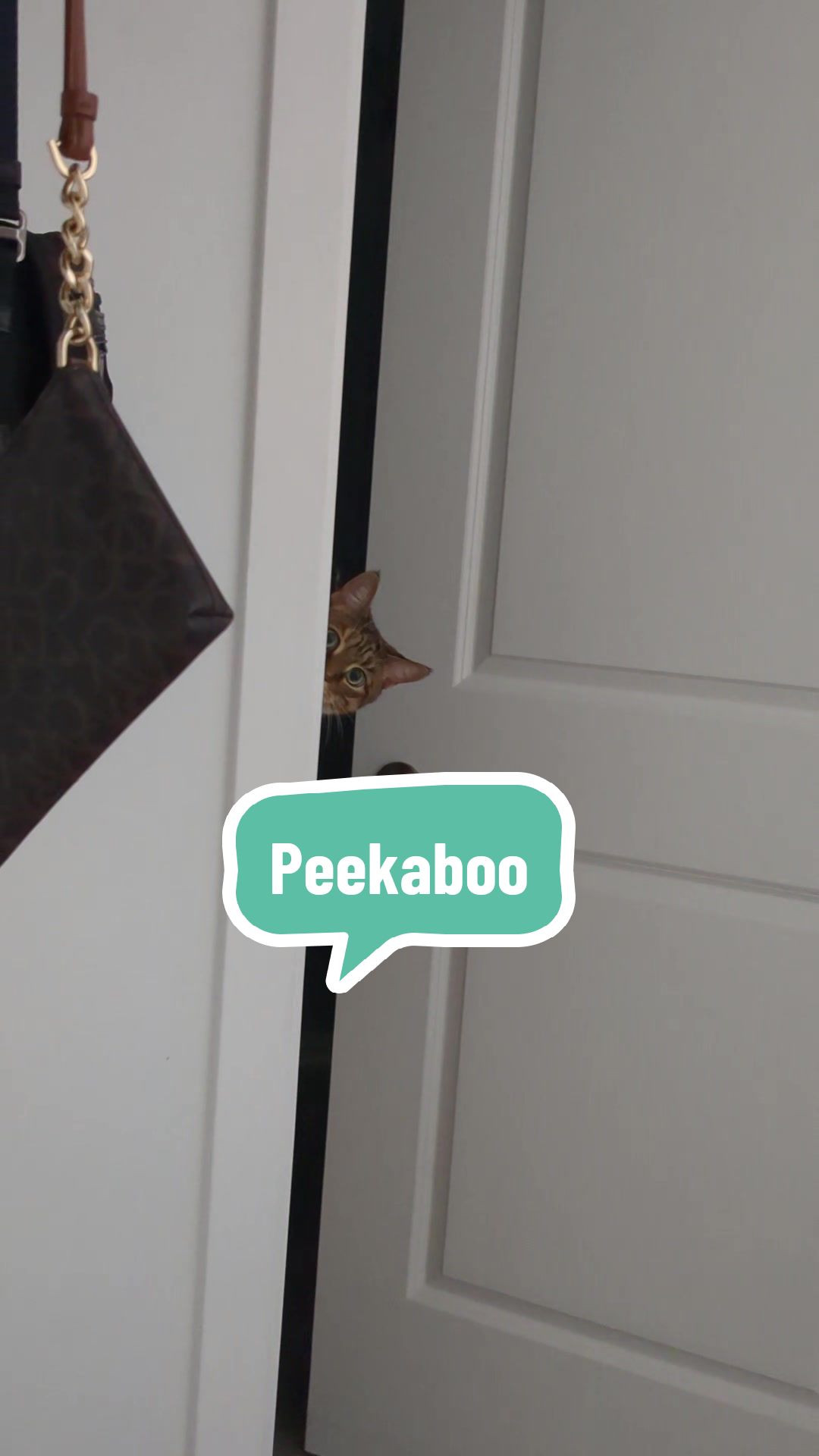 @Miss Mia the Tabby Cat