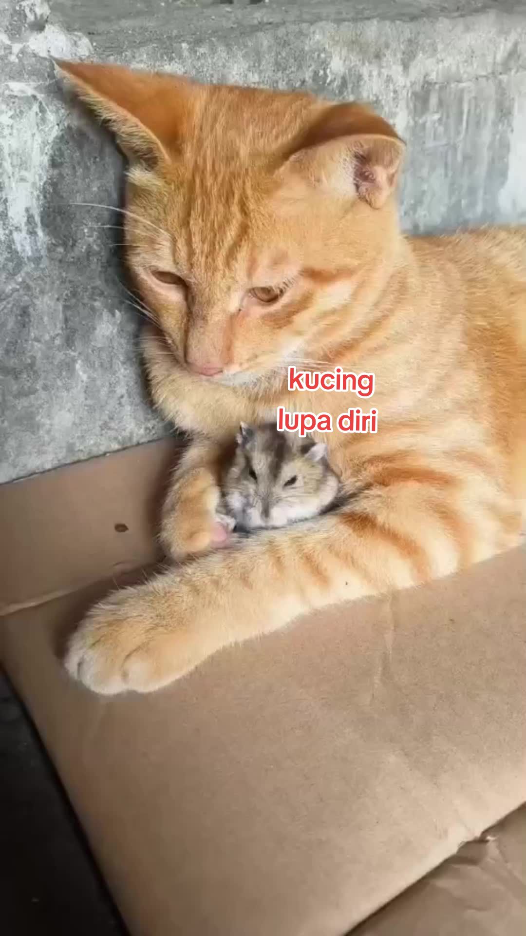 @Hari Raffa Raska
