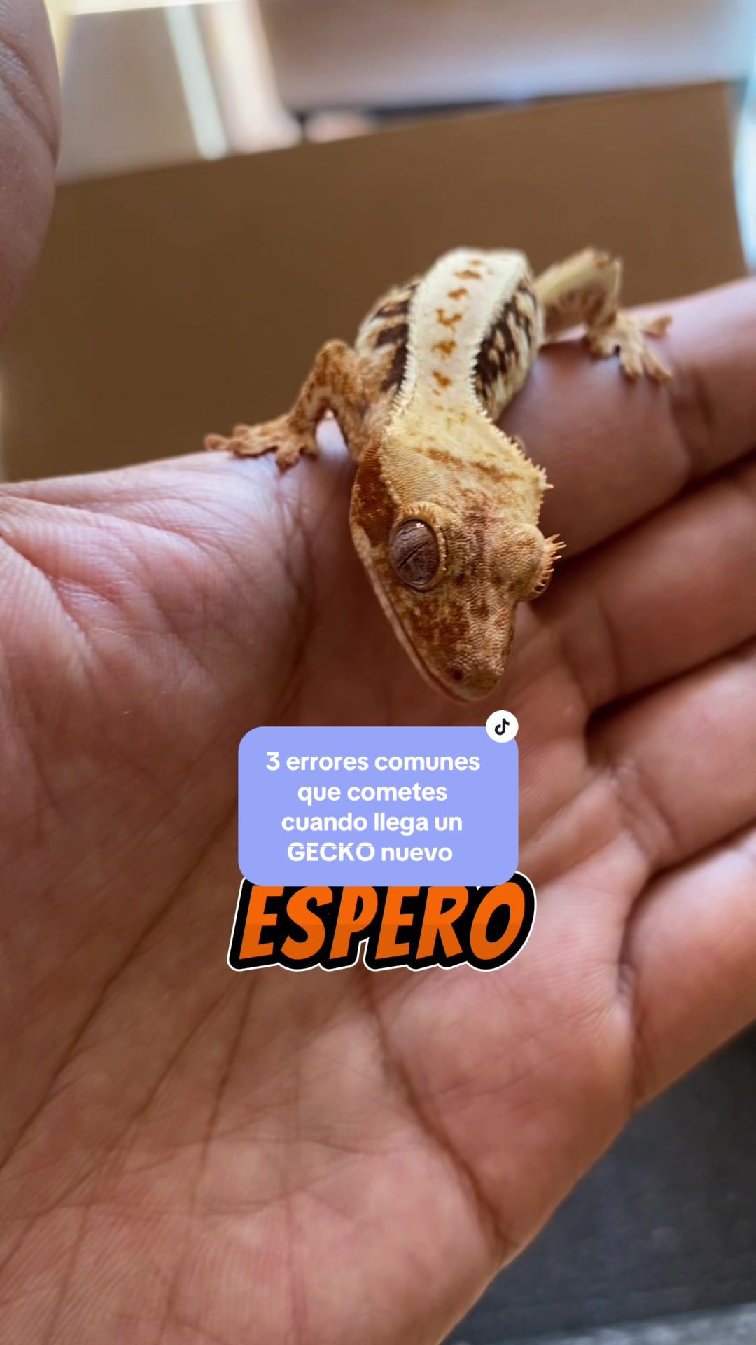 @Reptile Source