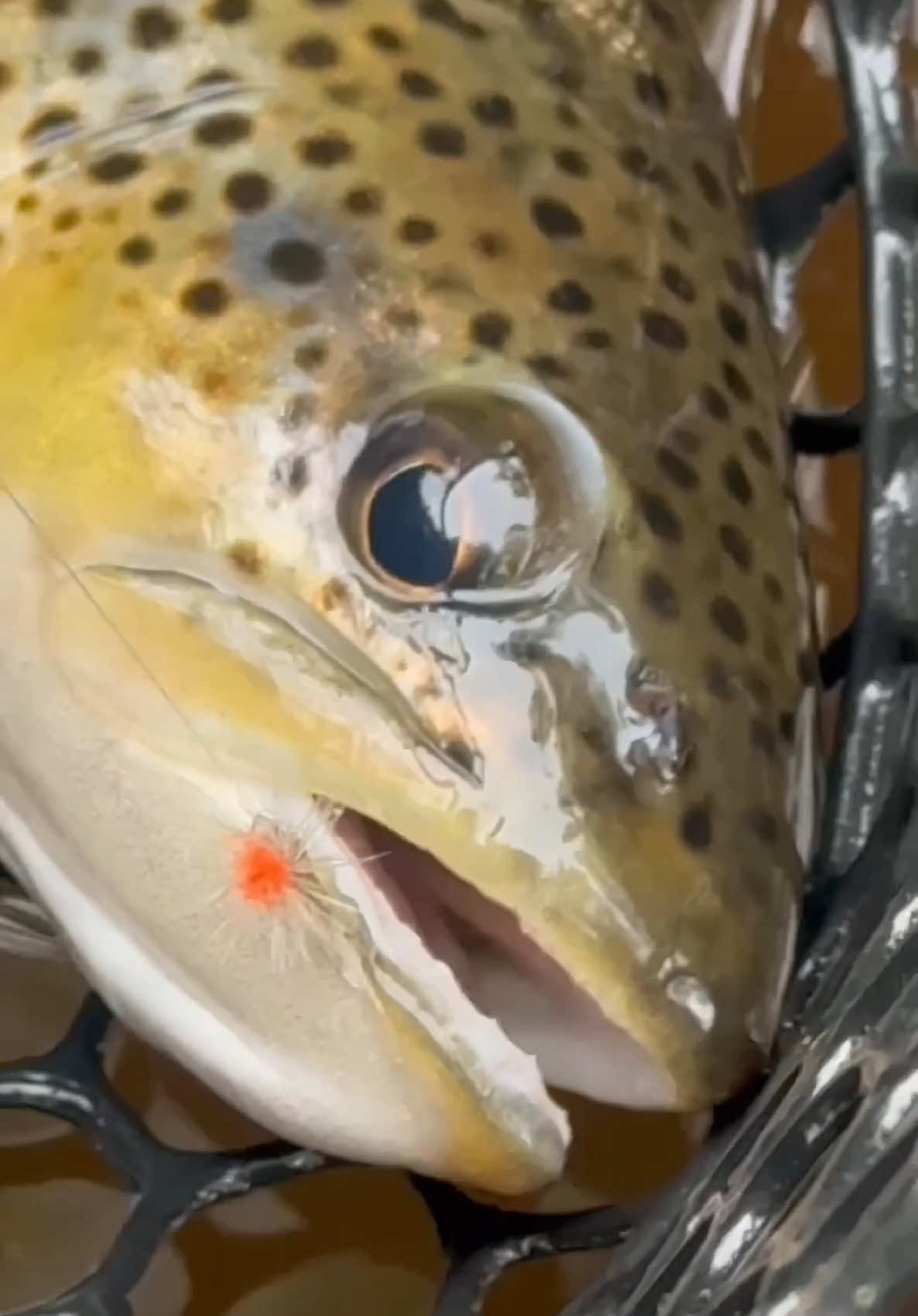 @FlyFishDelawhere