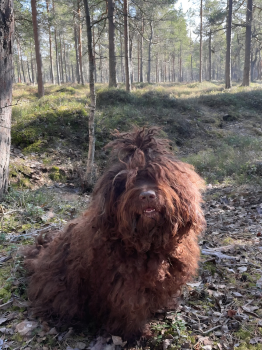 @🐾✨️mhdogs✨️🐾🇸🇪