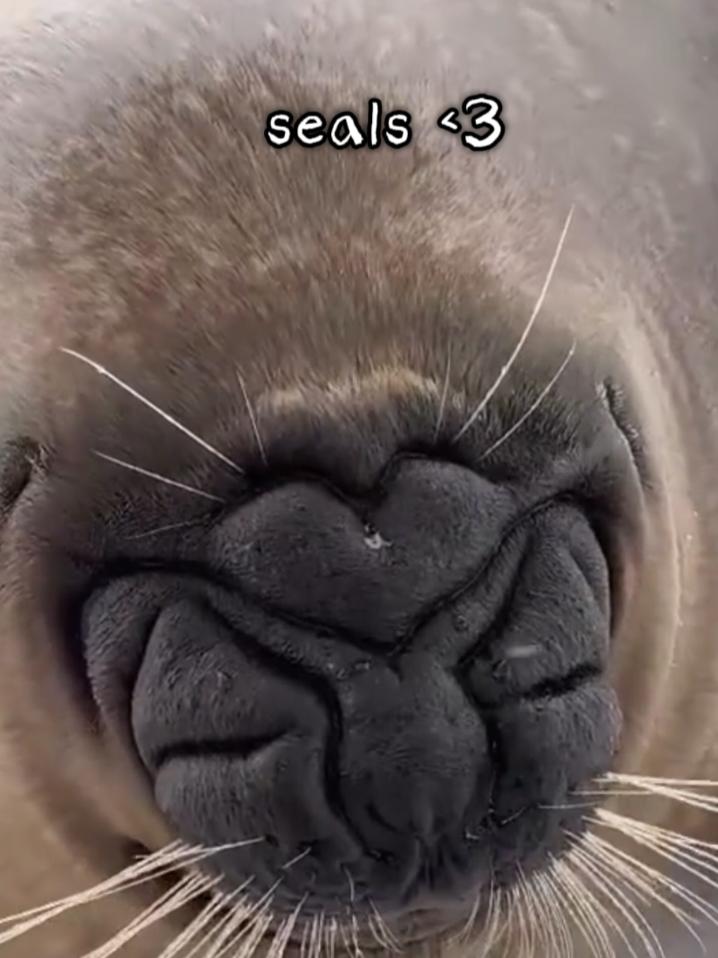 @🩷🎀 seal 🦭🩷