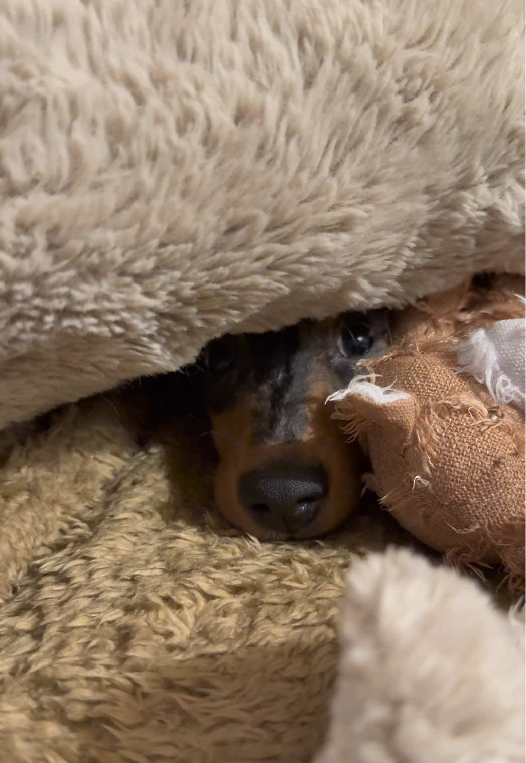 @Lio&Lou I Dachshund