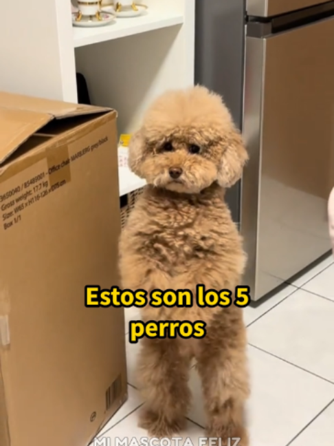 @Mi Mascota Feliz