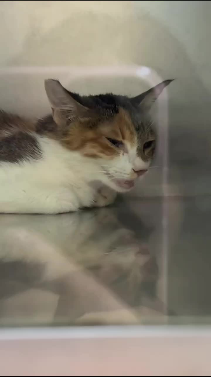@Community_Animal_Rescue