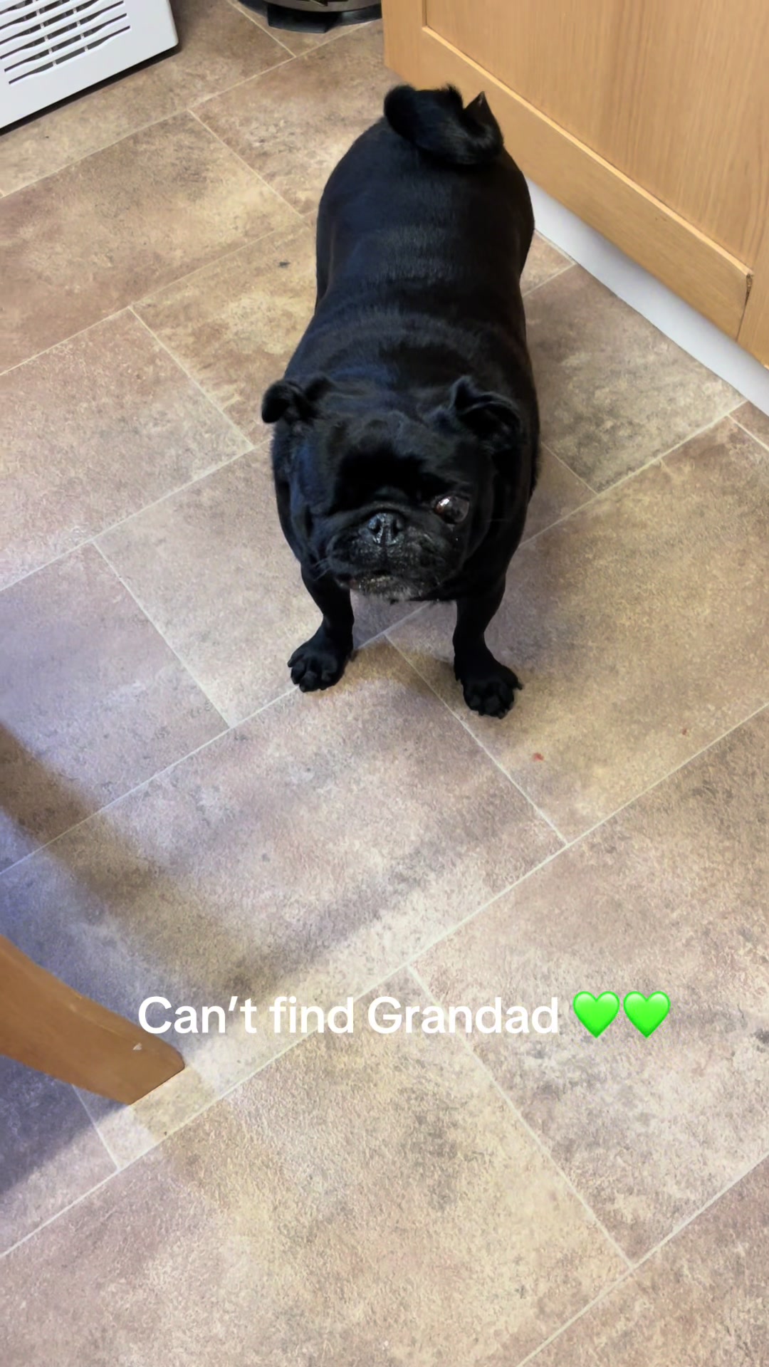 @lulutheboringpug