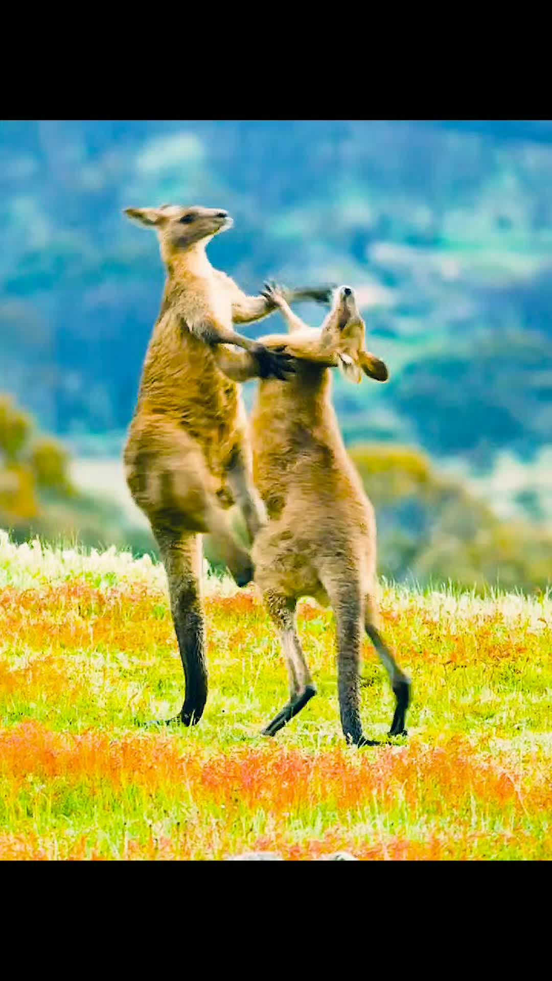 @Animallovers