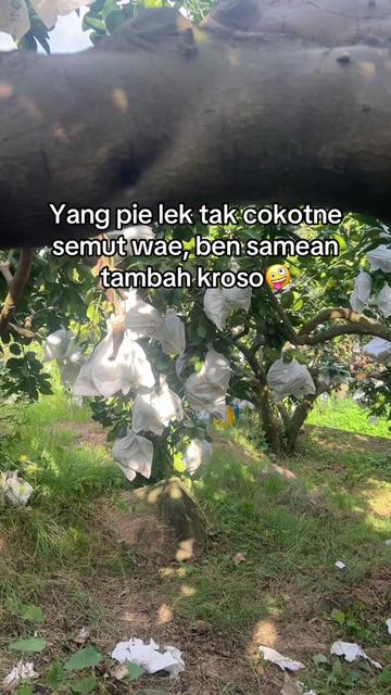 @Mas_KONGKEK