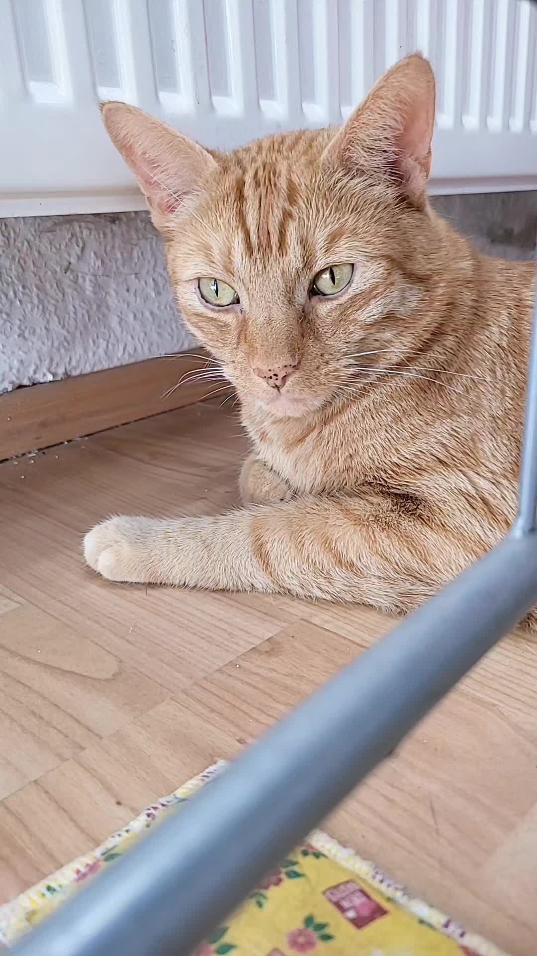 @😸 Alex 😸
