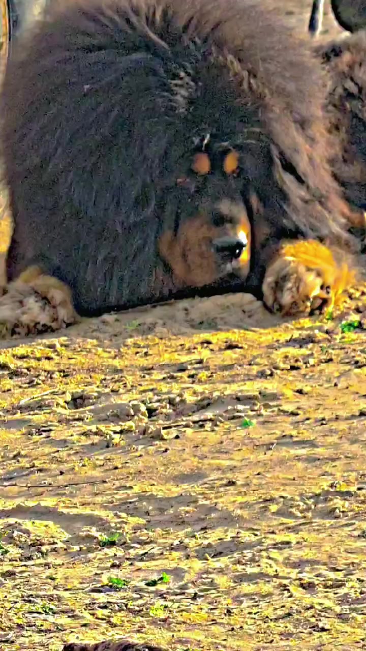 @Kashmiri_Bakrwal_Dog