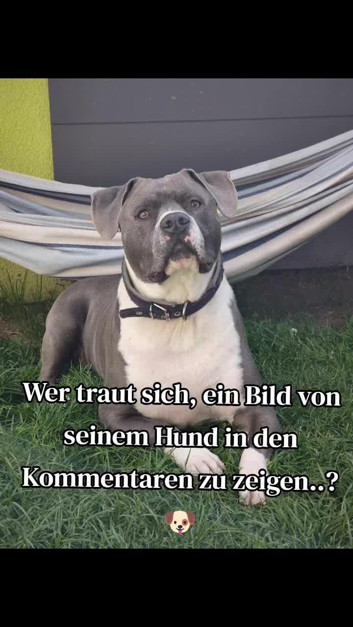 @Kampfschmusser_Nero🖤