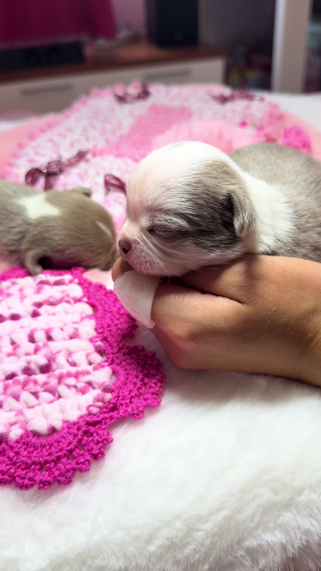 @Xhiana Chihuahuas. 🇪🇸