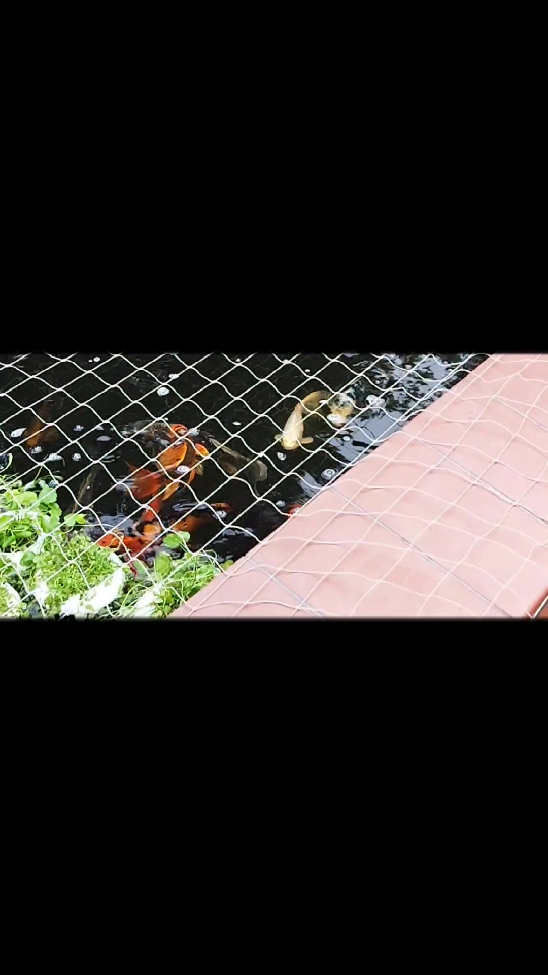 @koi.butterfly666