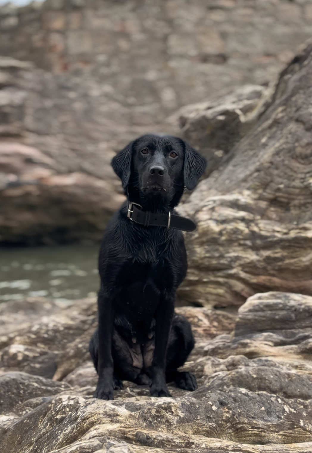 @themworkingdogs🏴󠁧󠁢󠁳󠁣󠁴󠁿
