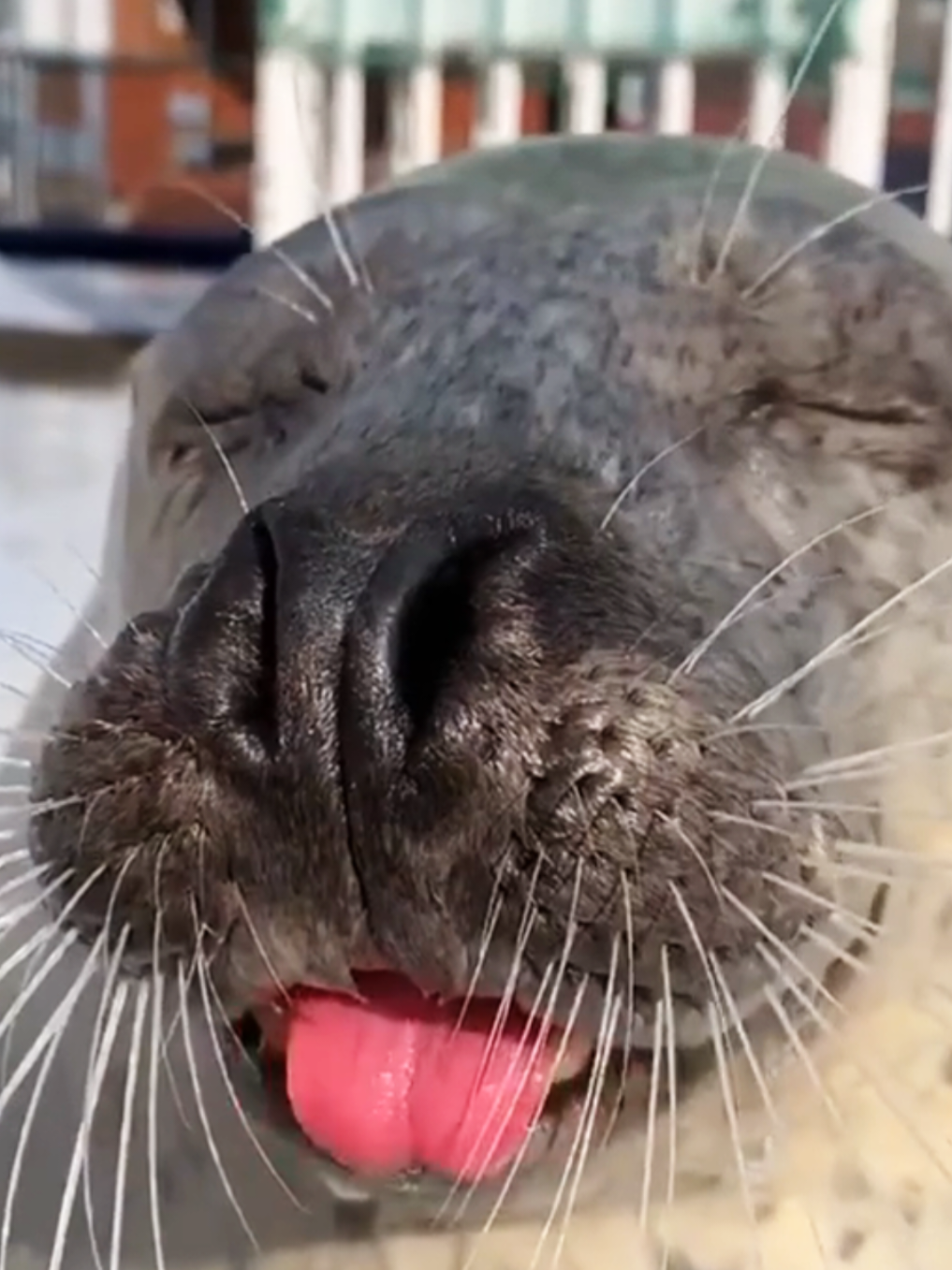 @🩷🎀 seal 🦭🩷