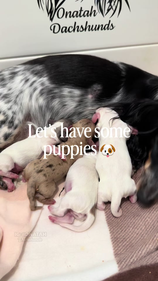 @ONATAH Dachshunds