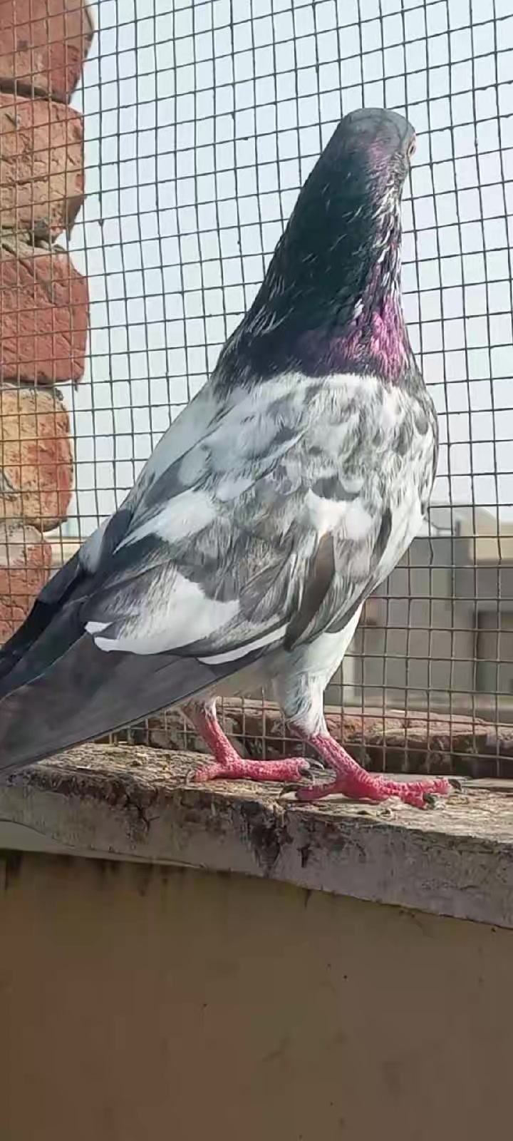 @Ranakasuripigeon