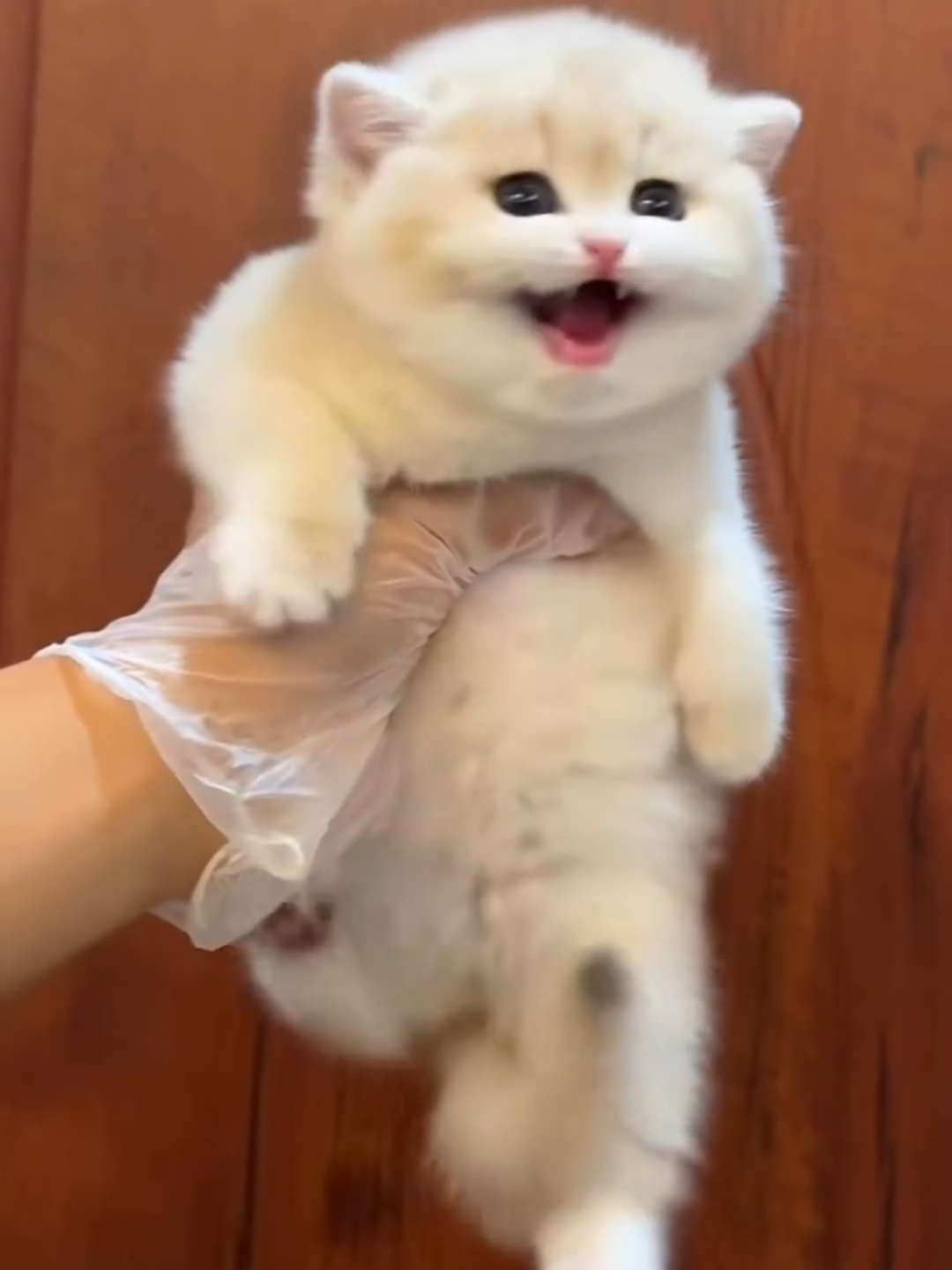 @Chonky World Of Cats
