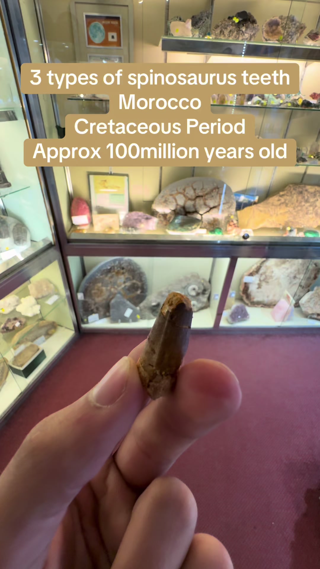 @AidansFossils.Fish.Minerals