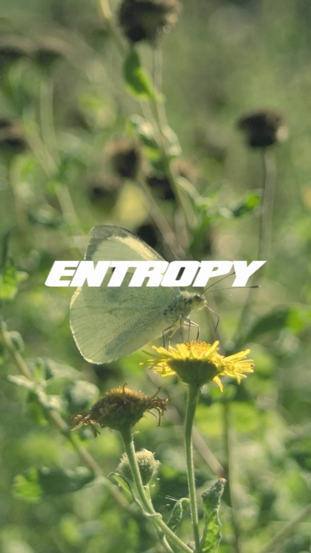 @Entropy
