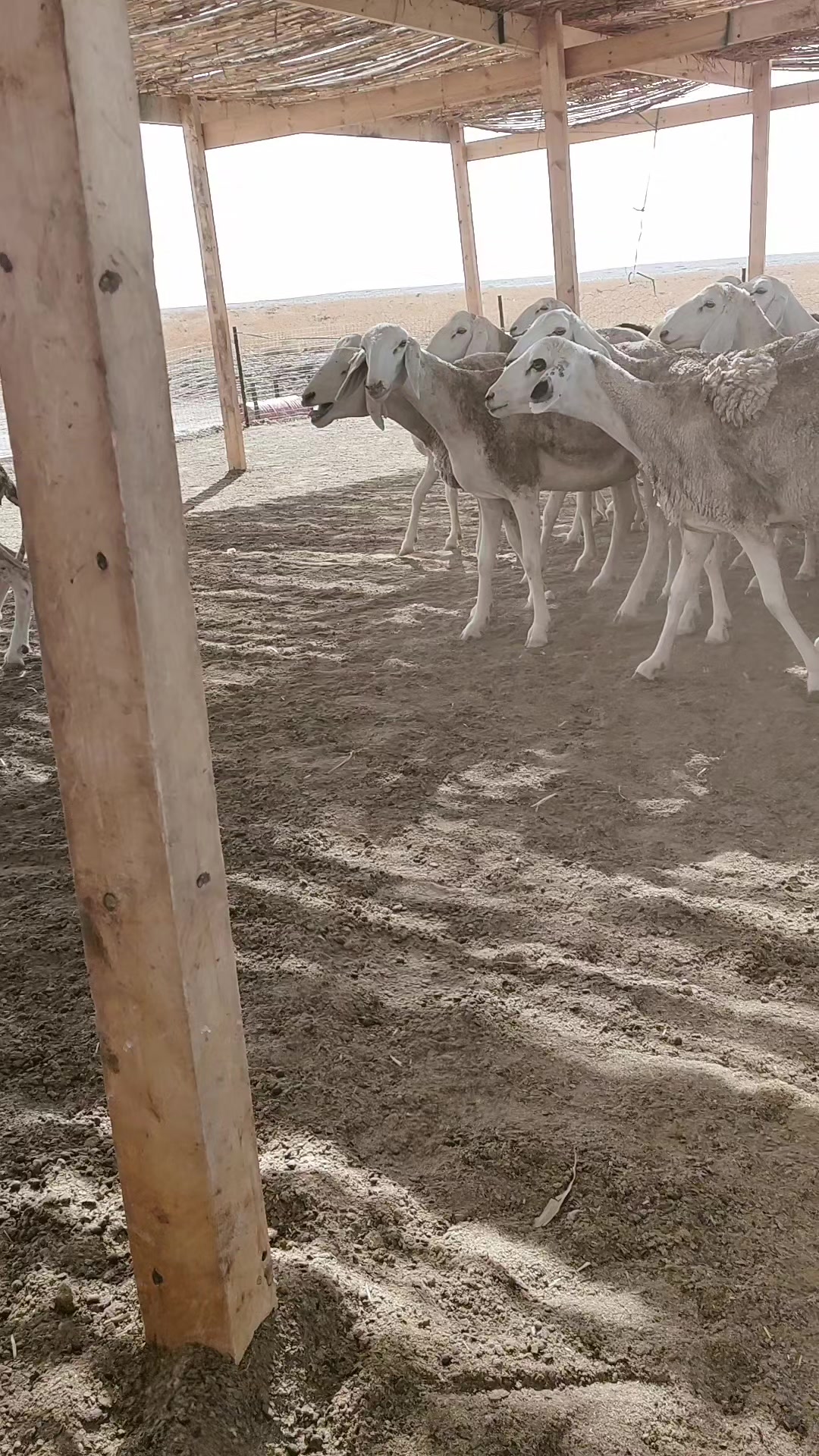 @طبيب بيطري و أفتخر