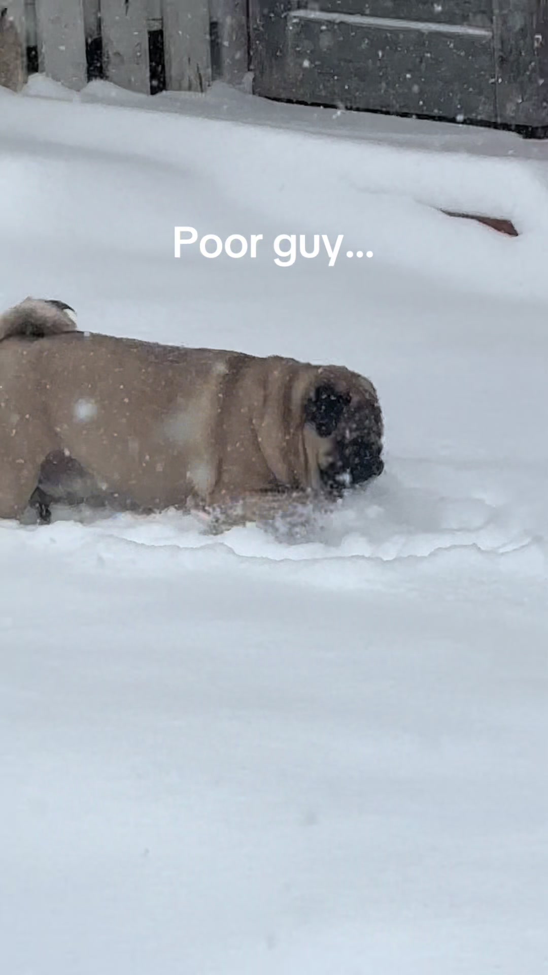 @thewinterpug