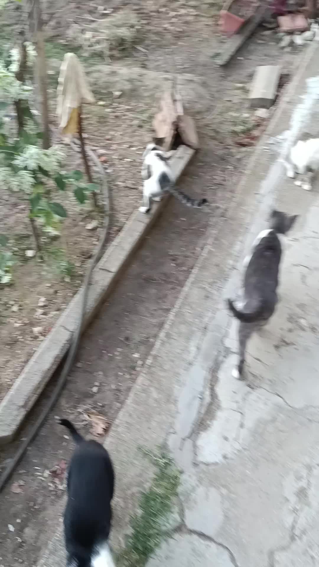 @Bari
