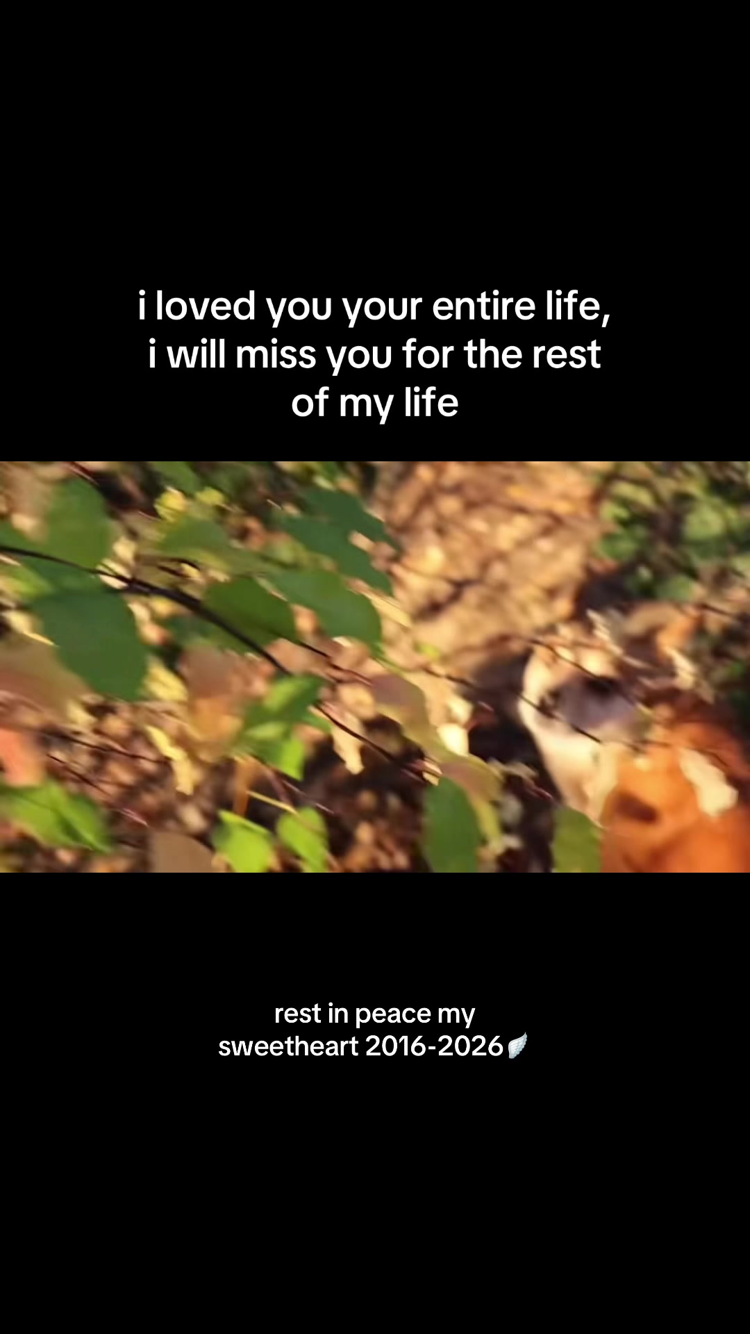 @gracie🦝