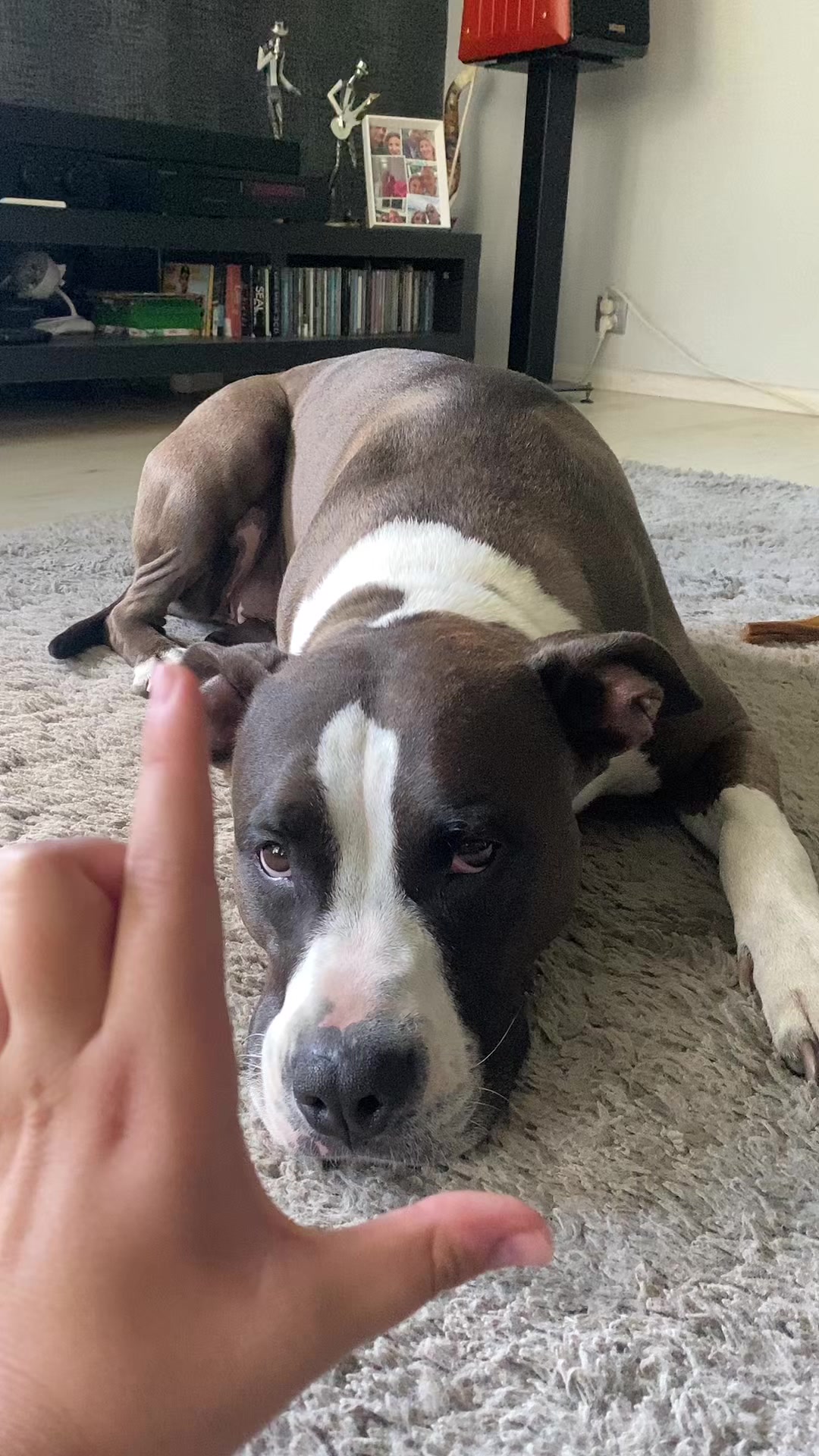 @happy_petsitterka