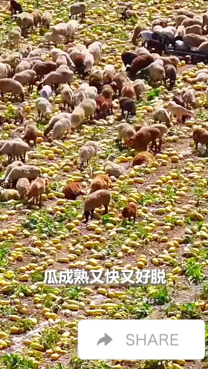 @liujiangyu
