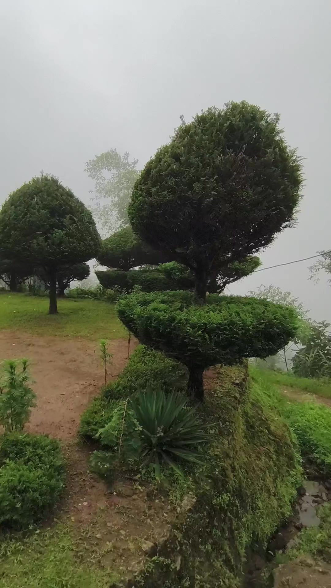 @चाम्लिङ राई  🇳🇵🇳🇵💐💐🥀🥀