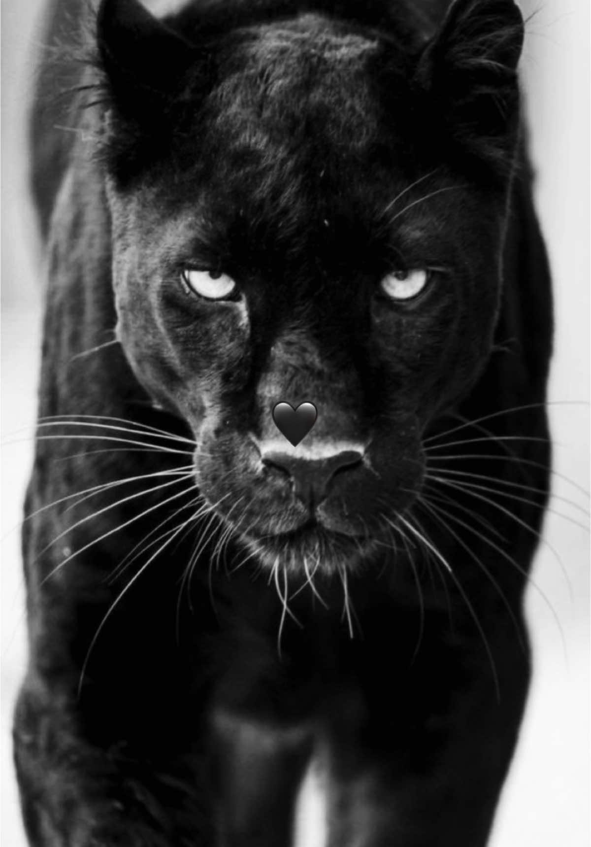 @🖤ŽENA PROBLEM🖤