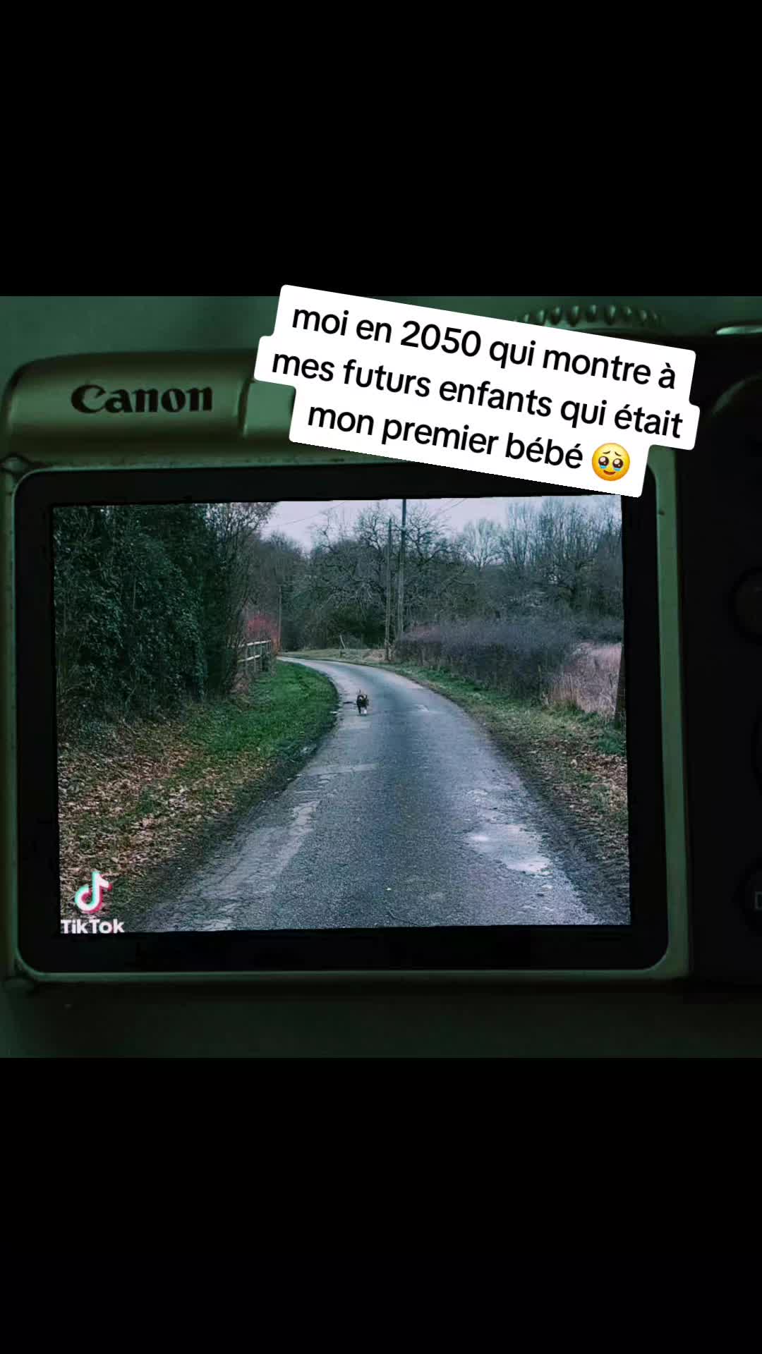 @morty le staffie