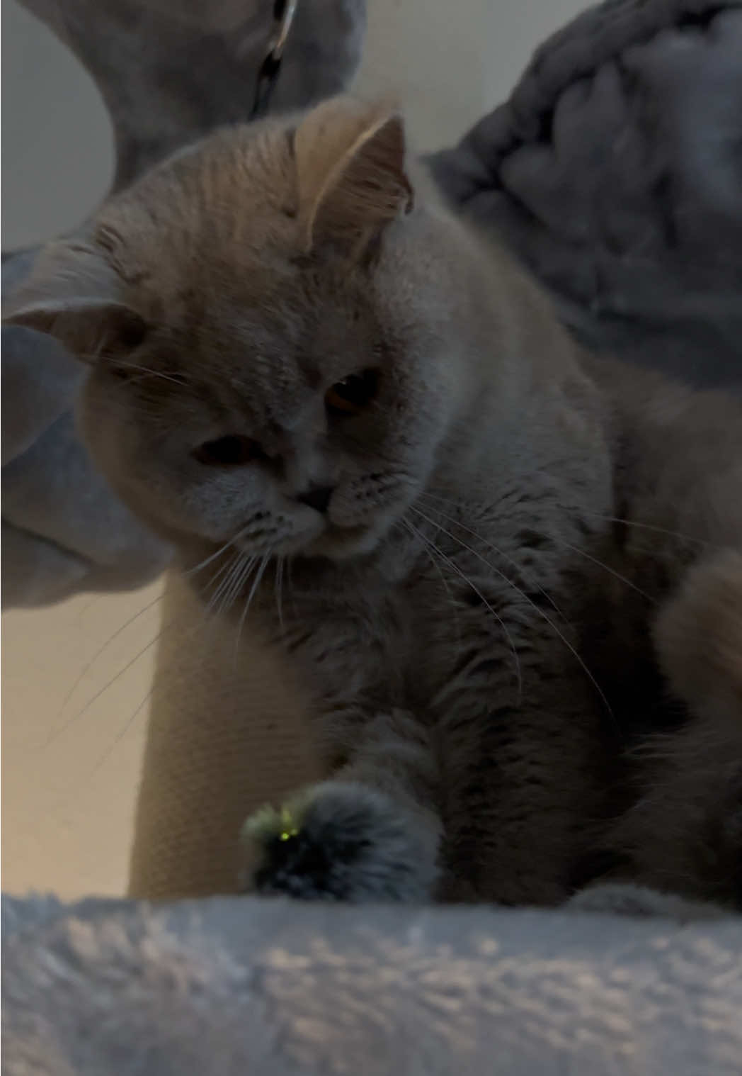 @Purrpawspals ✨
