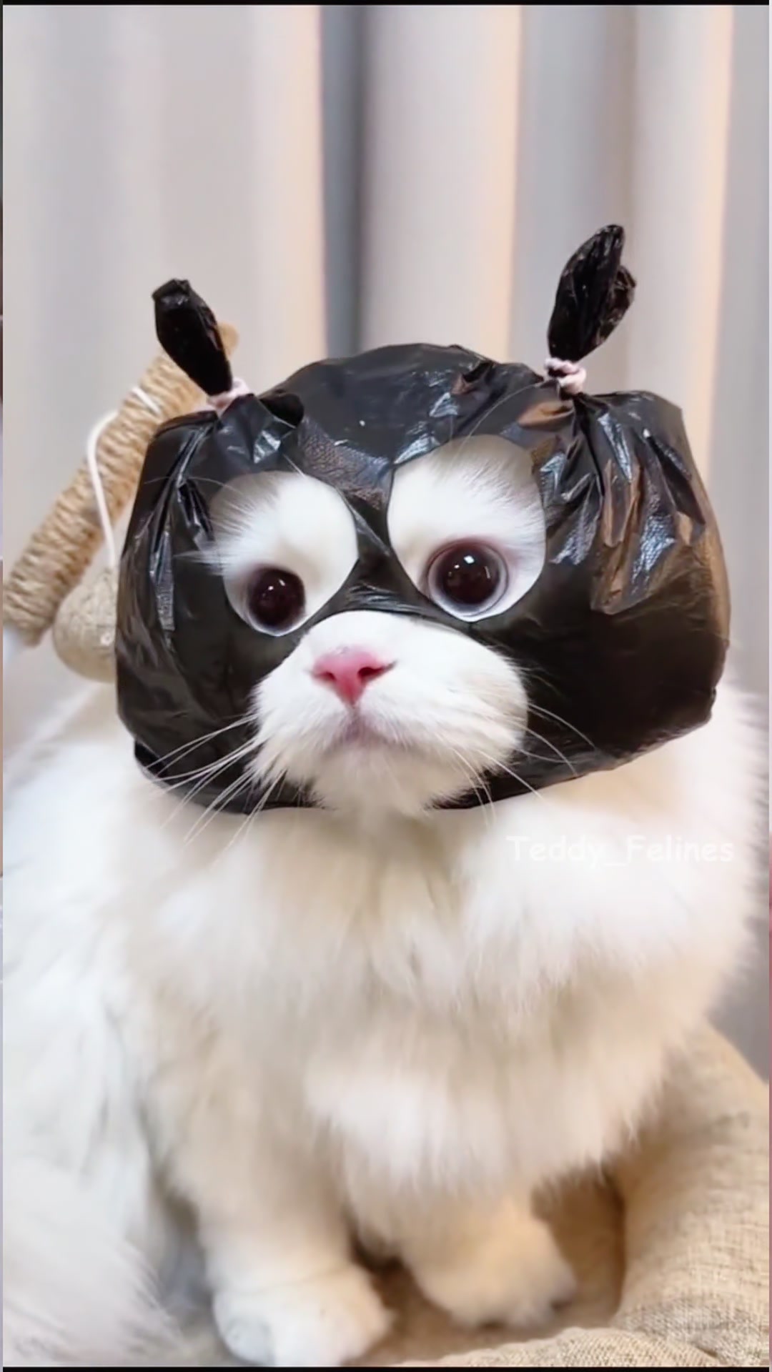 @Teddy_Felines 🧸🐾
