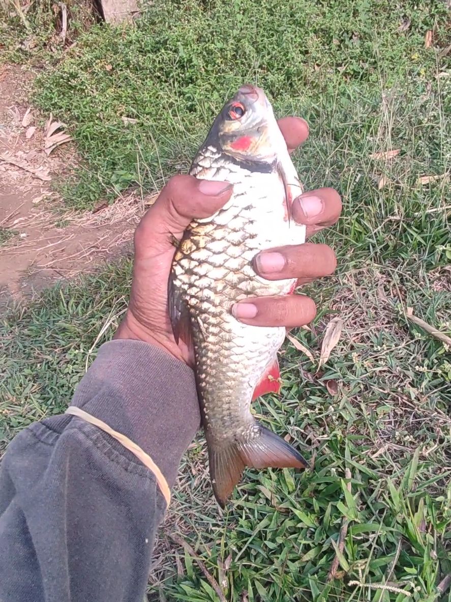 @Dewategek