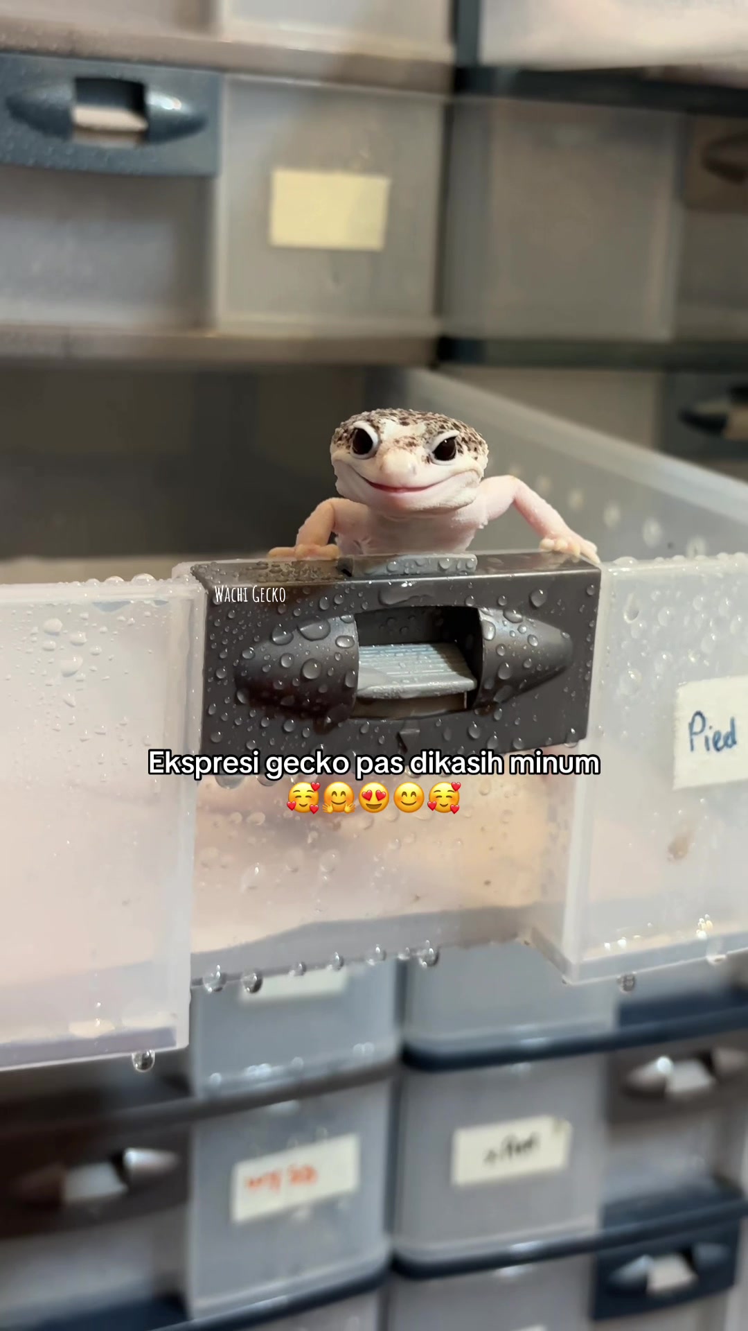 @wachigecko