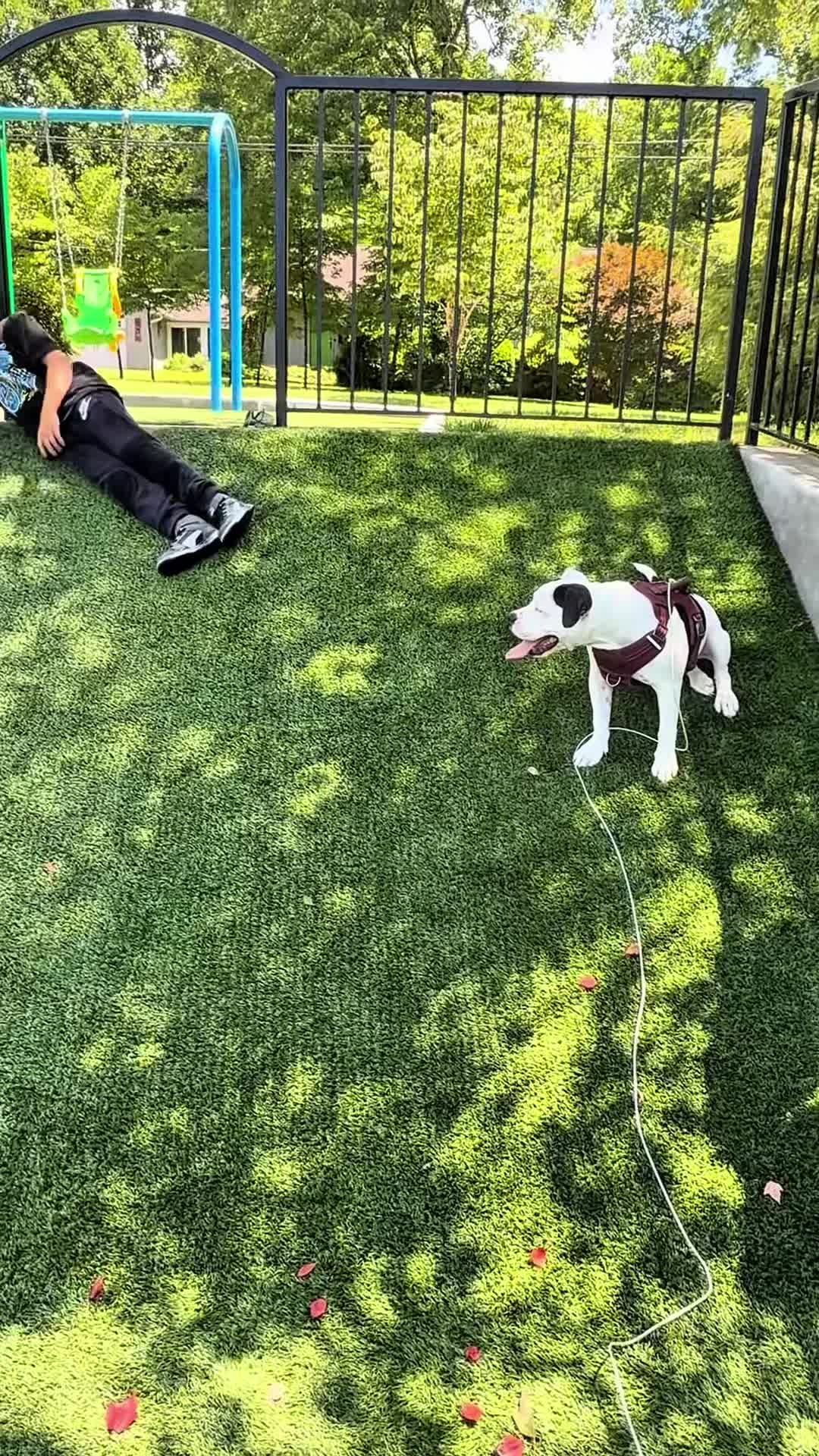 @funnyvideo3782
