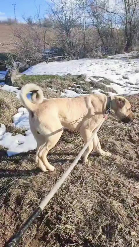 @Anatolian Shepherd Dog