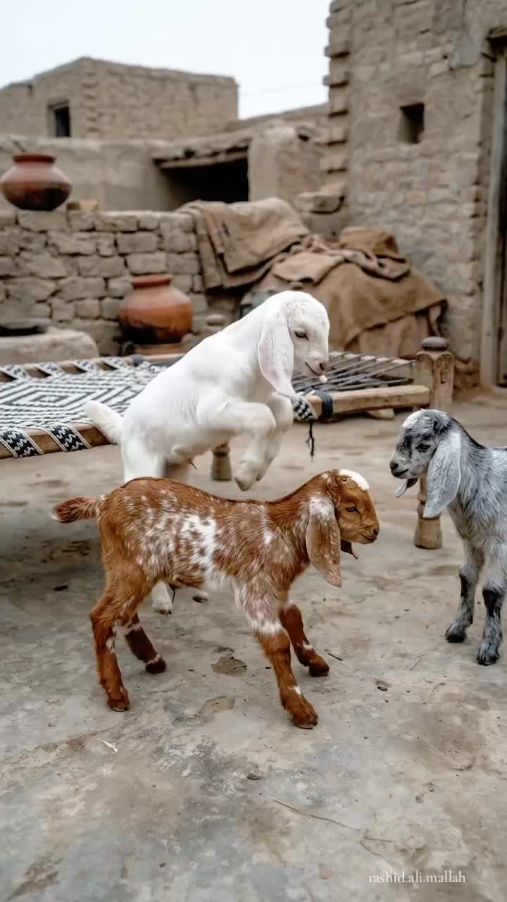 @Rashid Ali