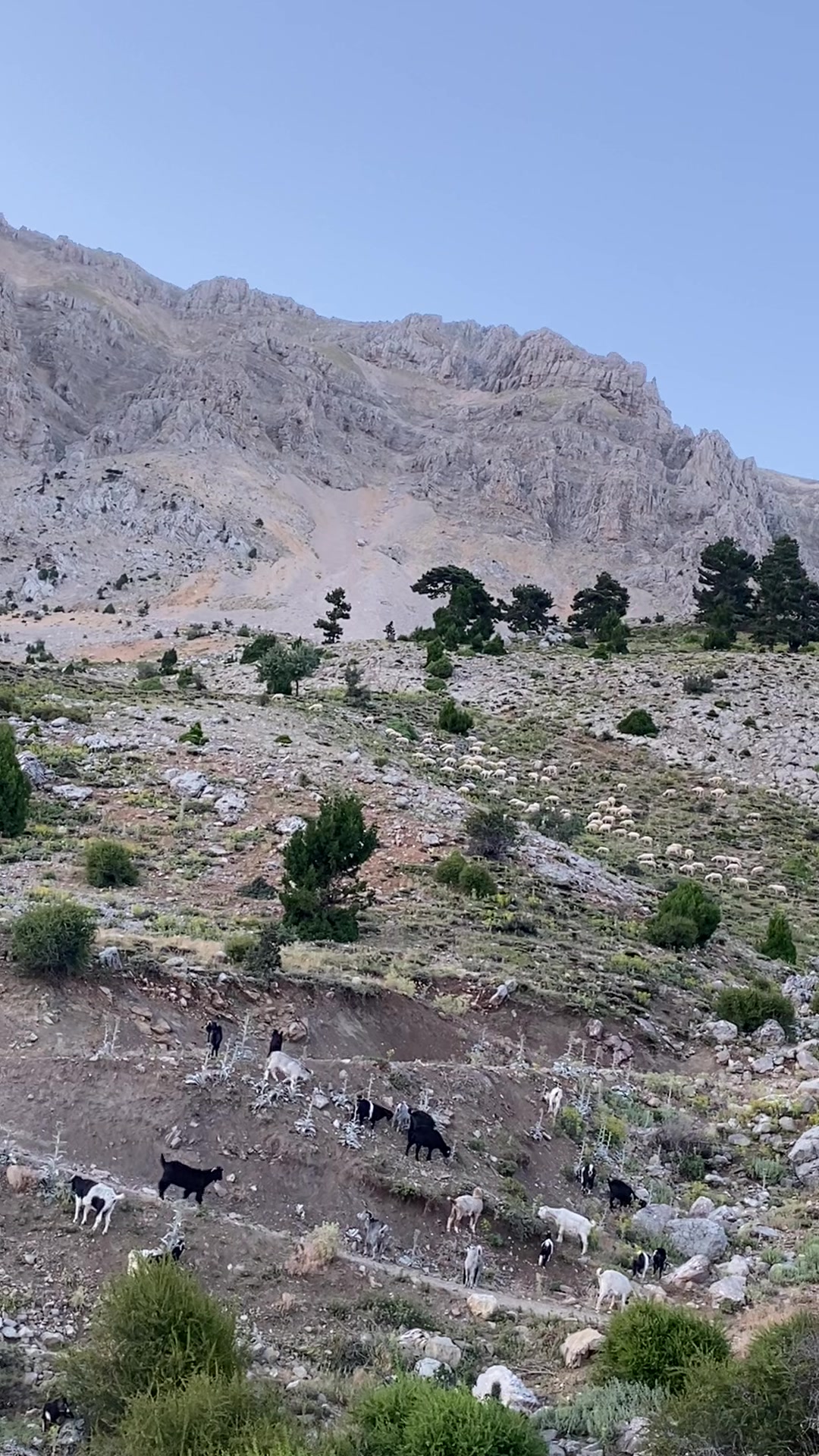 @Sarıtaş