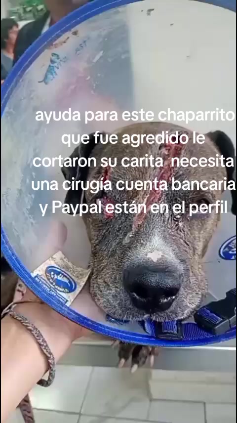 @Rescateyrefugio2
