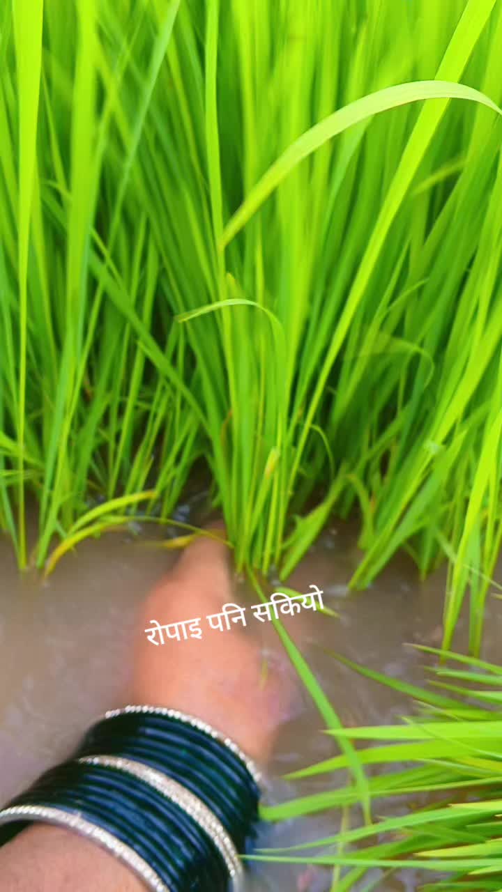 @Bindu Kc62