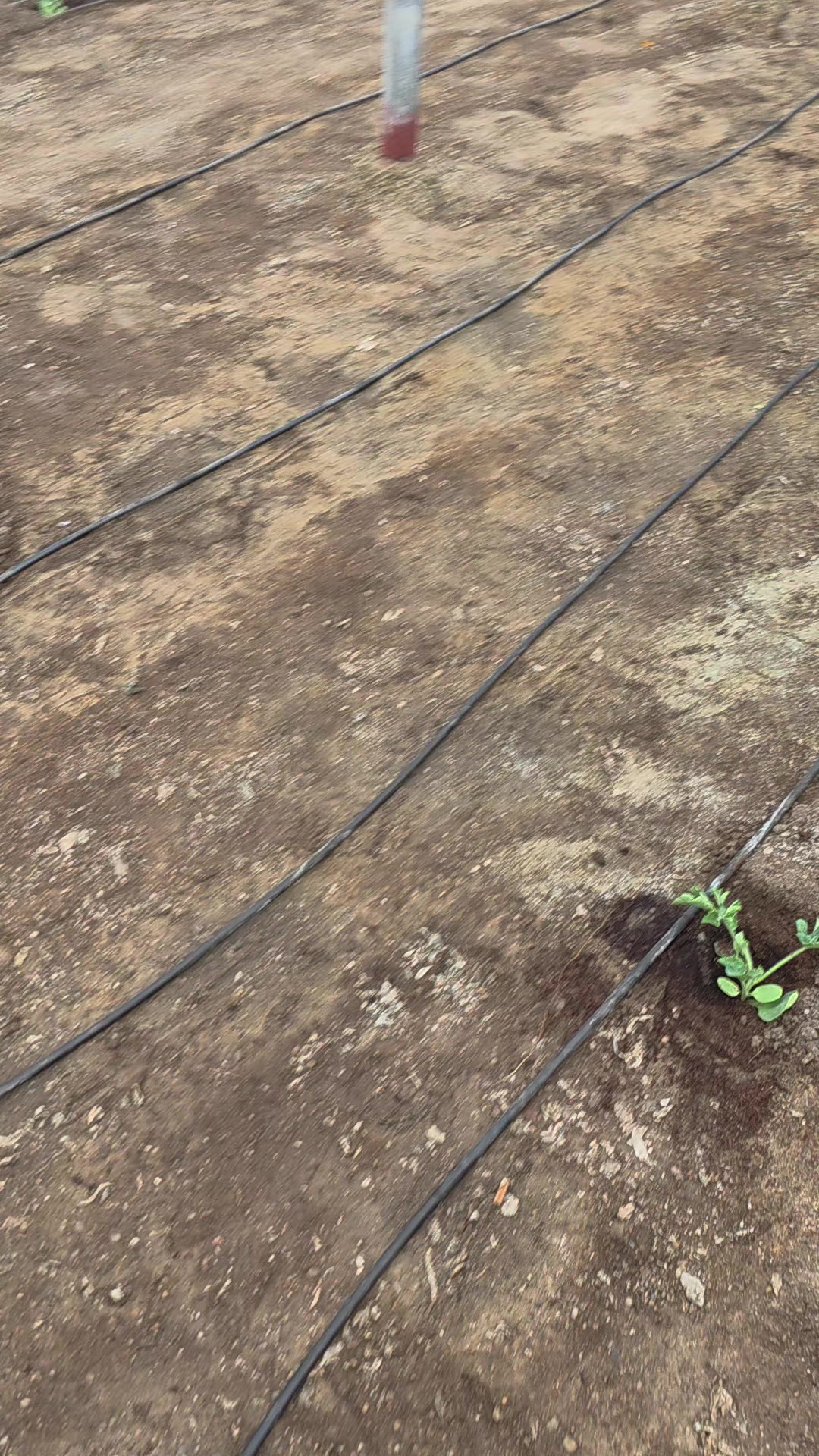 @El Extensionista del Agro
