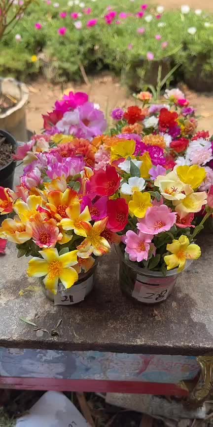@Xeema_Nursery