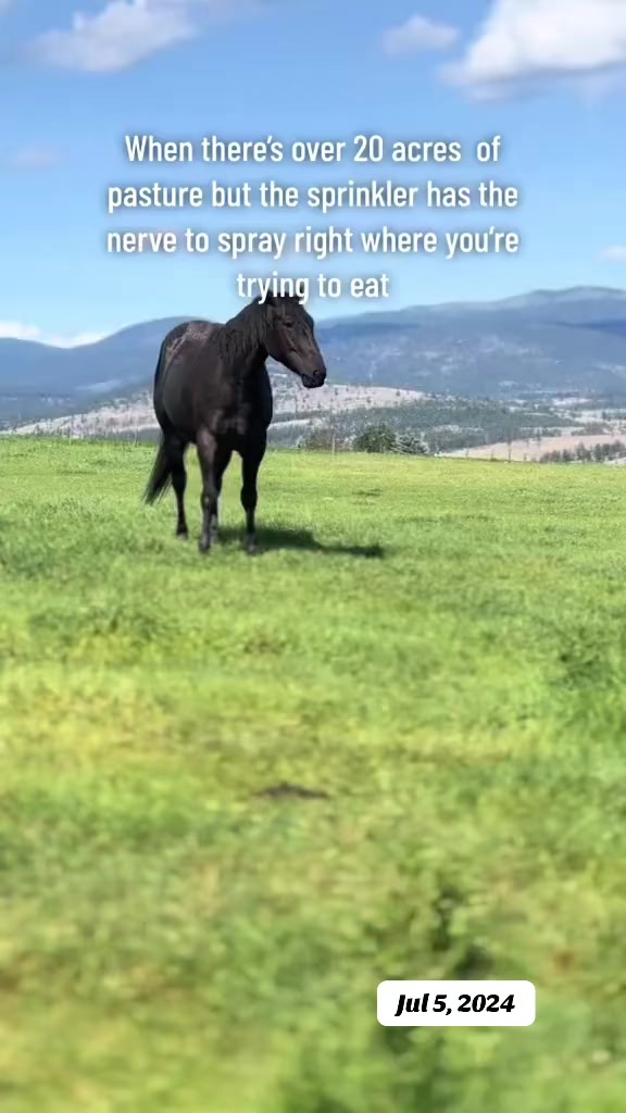 @Rudnik the Roan