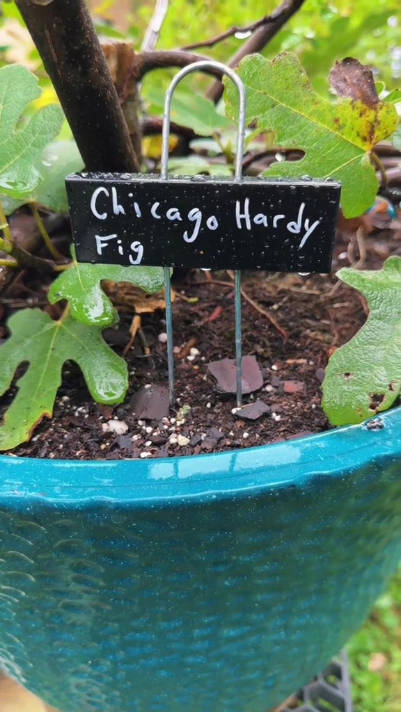 @My Everchanging Garden