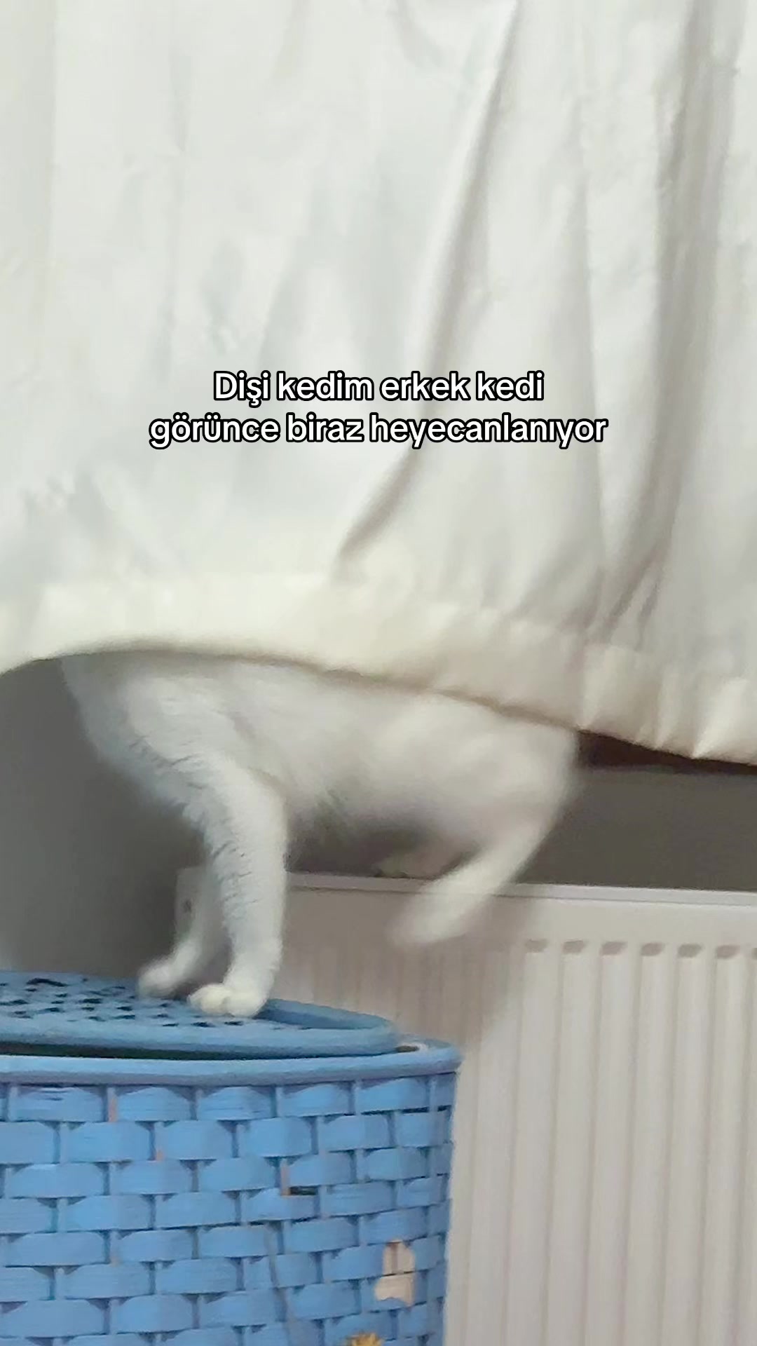 @Selen