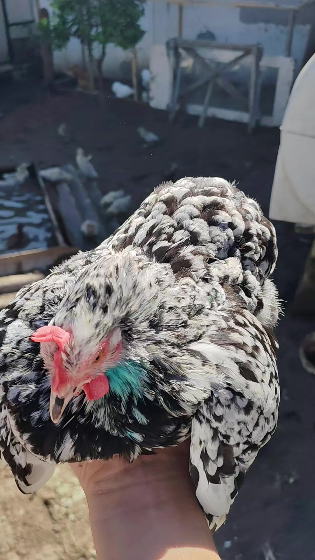 @MAŞTAĞA_QUŞCULUĞ